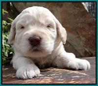 SC pups 3 wks old 371