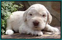 SC pups 3 wks old 381