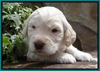 SC pups 3 wks old 391