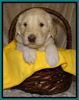 SC pups 4 wks old 301