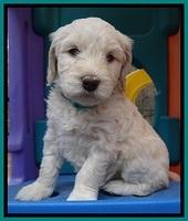 SC pups 5 wks old 320