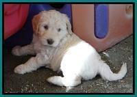 SC pups 6 wks old 101