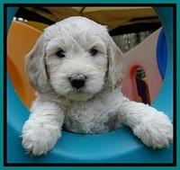 SC pups 6 wks old 71