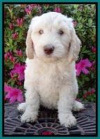 SC pups 7 wks old 230