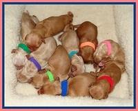 SR newborn group
