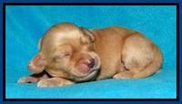 Sky Reagan pups 1 week old 41