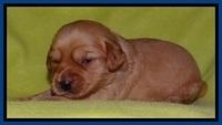 Sky Reagan pups 2 wks old 41