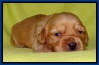 Sky Reagan pups 2 wks old 51