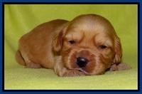 Sky Reagan pups 2 wks old 61