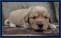 Sky Reagan pups 3 wks old 80