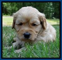 Sky Reagan pups 4 wks old 100