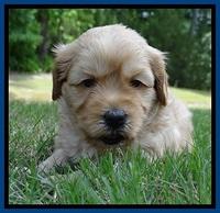 Sky Reagan pups 4 wks old 110