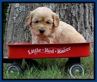 Sky Reagan pups 4 wks old 60