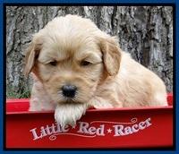Sky Reagan pups 4 wks old 70