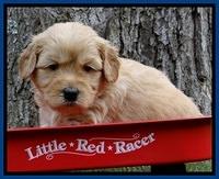 Sky Reagan pups 4 wks old 80