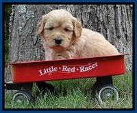 Sky Reagan pups 4 wks old 90