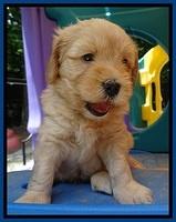 Sky Reagan pups 5 wks old 60