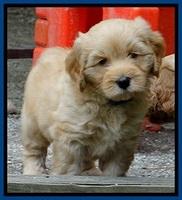 Sky Reagan pups 6 wks old 440