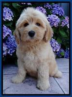 Sky Reagan pups 8 wks old 130