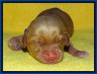 SkyReagan pups newborn 61