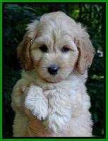 Sky Reagan pups 7 wks old 171