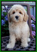 Sky Reagan pups 8 wks old 140