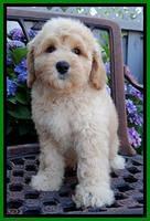 Sky Reagan pups 8 wks old 150