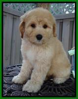 Sky Reagan pups 8 wks old 160