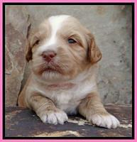 Sky Reagan pups 3 wks old 30