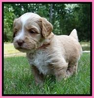 Sky Reagan pups 4 wks old 40