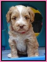 Sky Reagan pups 5 wks old 30