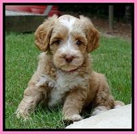 Sky Reagan pups 6 wks old 20