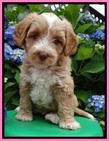 Sky Reagan pups 6 wks old 50