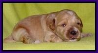 Sky Reagan pups 2 wks old 81