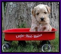 Sky Reagan pups 4 wks old 150