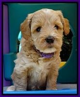Sky Reagan pups 5 wks old 80