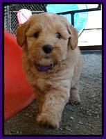 Sky Reagan pups 6 wks old 71