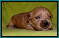 Sky Reagan pups 2 wks old 111