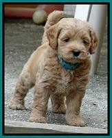 Sky Reagan pups 6 wks old 170