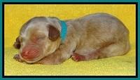 SkyReagan pups newborn 141