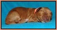 Sky Reagan pups 1 week old 6252