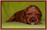 Sky Reagan pups 2 wks old 161
