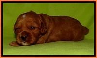 Sky Reagan pups 2 wks old 171