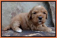 Sky Reagan pups 3 wks old 200