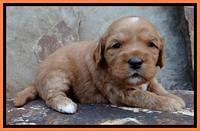 Sky Reagan pups 3 wks old 210
