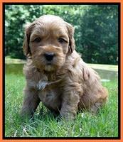 Sky Reagan pups 4 wks old 300