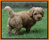 Sky Reagan pups 6 wks old 200