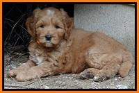 Sky Reagan pups 6 wks old 210