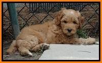 Sky Reagan pups 6 wks old 220