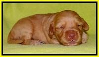 Sky Reagan pups 2 wks old 211
